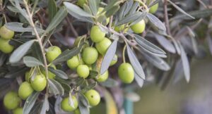 Actualidad del olivar en España: innovación, retos y mercado
