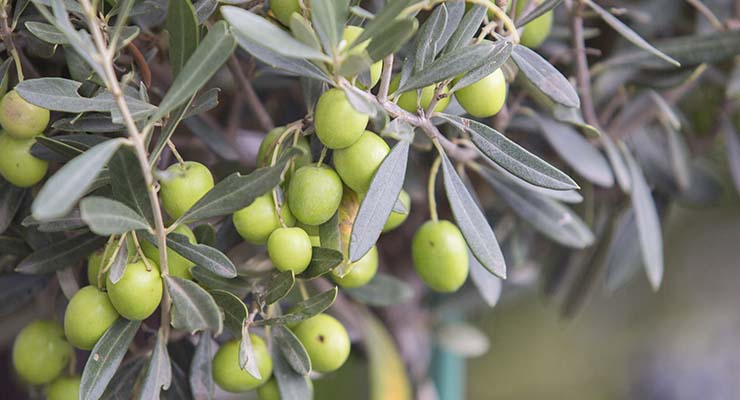 Actualidad del olivar en España: innovación, retos y mercado