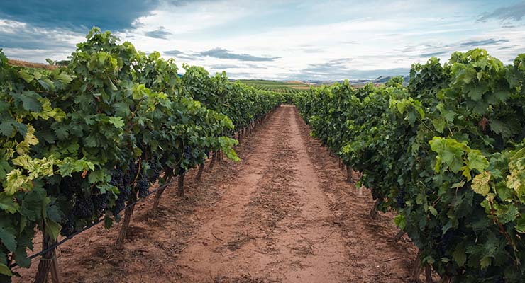 Del campo a la mesa: el valor real del sector agropecuario