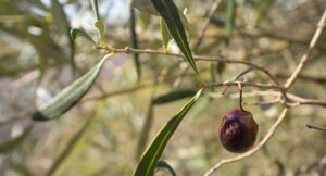 Plagas y enfermedades del viñedo y olivar extremeño: amenazas y prevención