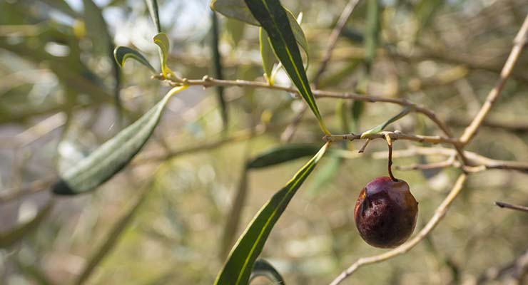 Plagas y enfermedades del viñedo y olivar extremeño: amenazas y prevención