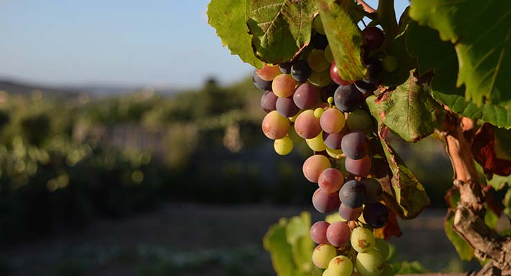 El viñedo español y el mercado del vino: tradición que se reinventa